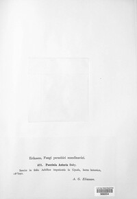 Puccinia asteris image